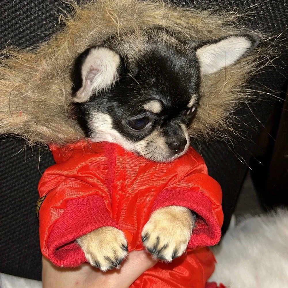 Cozy dog winter jacket